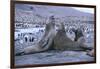 Southern Elephant Seals-DLILLC-Framed Photographic Print