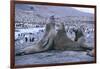 Southern Elephant Seals-DLILLC-Framed Photographic Print