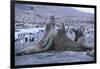 Southern Elephant Seals-DLILLC-Framed Photographic Print