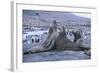 Southern Elephant Seals-DLILLC-Framed Photographic Print