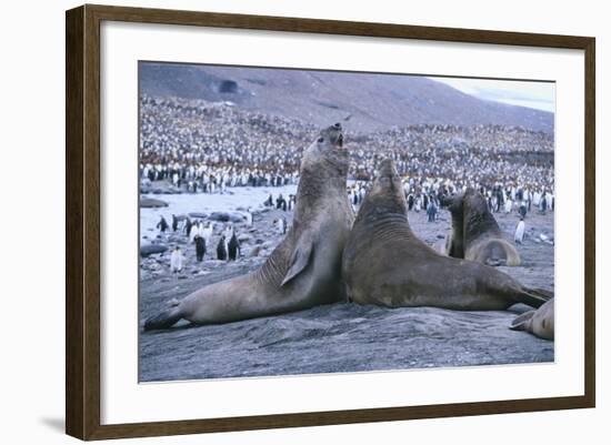 Southern Elephant Seals-DLILLC-Framed Photographic Print