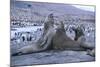 Southern Elephant Seals-DLILLC-Mounted Photographic Print