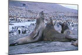 Southern Elephant Seals-DLILLC-Mounted Photographic Print