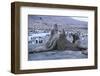 Southern Elephant Seals-DLILLC-Framed Photographic Print