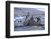 Southern Elephant Seals-DLILLC-Framed Photographic Print