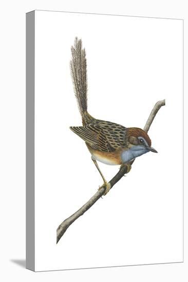 Southern Emu-Wren (Stipiturus Malachurus), Birds-Encyclopaedia Britannica-Stretched Canvas