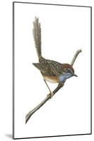 Southern Emu-Wren (Stipiturus Malachurus), Birds-Encyclopaedia Britannica-Mounted Poster