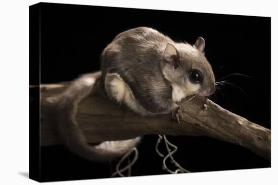 Southern Flying Squirrel, Controlled Situation, Florida-Maresa Pryor-Stretched Canvas