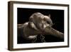 Southern Flying Squirrel, Controlled Situation, Florida-Maresa Pryor-Framed Photographic Print