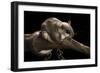 Southern Flying Squirrel, Controlled Situation, Florida-Maresa Pryor-Framed Photographic Print