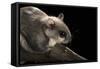Southern Flying Squirrel, Controlled Situation, Florida-Maresa Pryor-Framed Stretched Canvas