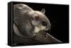 Southern Flying Squirrel, Controlled Situation, Florida-Maresa Pryor-Framed Stretched Canvas