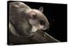Southern Flying Squirrel, Controlled Situation, Florida-Maresa Pryor-Stretched Canvas