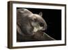 Southern Flying Squirrel, Controlled Situation, Florida-Maresa Pryor-Framed Photographic Print