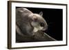 Southern Flying Squirrel, Controlled Situation, Florida-Maresa Pryor-Framed Photographic Print