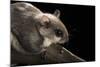 Southern Flying Squirrel, Controlled Situation, Florida-Maresa Pryor-Mounted Photographic Print