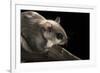 Southern Flying Squirrel, Controlled Situation, Florida-Maresa Pryor-Framed Photographic Print