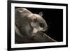 Southern Flying Squirrel, Controlled Situation, Florida-Maresa Pryor-Framed Photographic Print