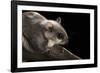 Southern Flying Squirrel, Controlled Situation, Florida-Maresa Pryor-Framed Photographic Print