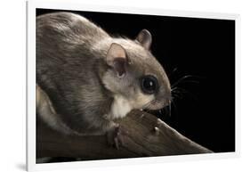 Southern Flying Squirrel, Controlled Situation, Florida-Maresa Pryor-Framed Photographic Print