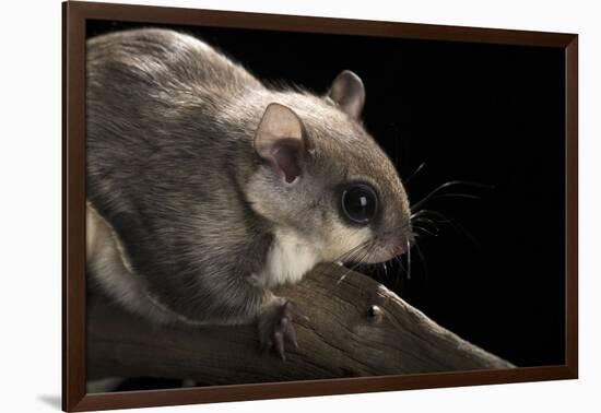 Southern Flying Squirrel, Controlled Situation, Florida-Maresa Pryor-Framed Photographic Print