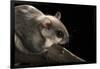 Southern Flying Squirrel, Controlled Situation, Florida-Maresa Pryor-Framed Photographic Print