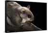 Southern Flying Squirrel, Controlled Situation, Florida-Maresa Pryor-Framed Stretched Canvas