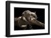 Southern Flying Squirrel, Controlled Situation, Florida-Maresa Pryor-Framed Photographic Print