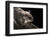 Southern Flying Squirrel, Controlled Situation, Florida-Maresa Pryor-Framed Photographic Print