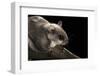 Southern Flying Squirrel, Controlled Situation, Florida-Maresa Pryor-Framed Photographic Print