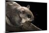 Southern Flying Squirrel, Controlled Situation, Florida-Maresa Pryor-Mounted Photographic Print