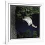 Southern Flying Squirrel (Glaucomys Volans) Landing on Tree Trunk, Captive-null-Framed Photographic Print