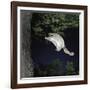 Southern Flying Squirrel (Glaucomys Volans) Landing on Tree Trunk, Captive-null-Framed Photographic Print