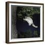 Southern Flying Squirrel (Glaucomys Volans) Landing on Tree Trunk, Captive-null-Framed Photographic Print