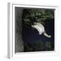 Southern Flying Squirrel (Glaucomys Volans) Landing on Tree Trunk, Captive-null-Framed Photographic Print