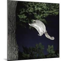 Southern Flying Squirrel (Glaucomys Volans) Landing on Tree Trunk, Captive-null-Mounted Photographic Print