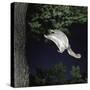 Southern Flying Squirrel (Glaucomys Volans) Landing on Tree Trunk, Captive-null-Stretched Canvas