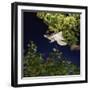 Southern Flying Squirrel (Glaucomys Volans) Taking Off, Captive-Kim Taylor-Framed Photographic Print