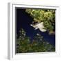 Southern Flying Squirrel (Glaucomys Volans) Taking Off, Captive-Kim Taylor-Framed Photographic Print