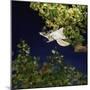 Southern Flying Squirrel (Glaucomys Volans) Taking Off, Captive-Kim Taylor-Mounted Photographic Print