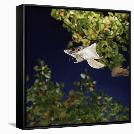 Southern Flying Squirrel (Glaucomys Volans) Taking Off, Captive-Kim Taylor-Framed Stretched Canvas