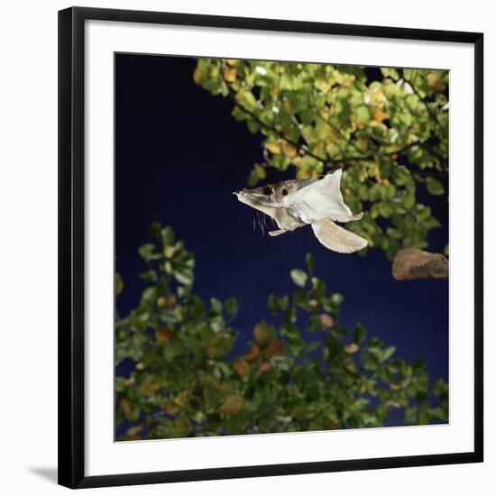 Southern Flying Squirrel (Glaucomys Volans) Taking Off, Captive-Kim Taylor-Framed Photographic Print