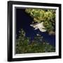 Southern Flying Squirrel (Glaucomys Volans) Taking Off, Captive-Kim Taylor-Framed Photographic Print