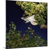 Southern Flying Squirrel (Glaucomys Volans) Taking Off, Captive-Kim Taylor-Mounted Photographic Print