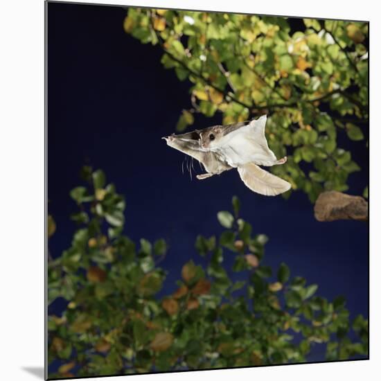 Southern Flying Squirrel (Glaucomys Volans) Taking Off, Captive-Kim Taylor-Mounted Photographic Print