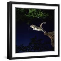 Southern Flying Squirrel-null-Framed Photographic Print