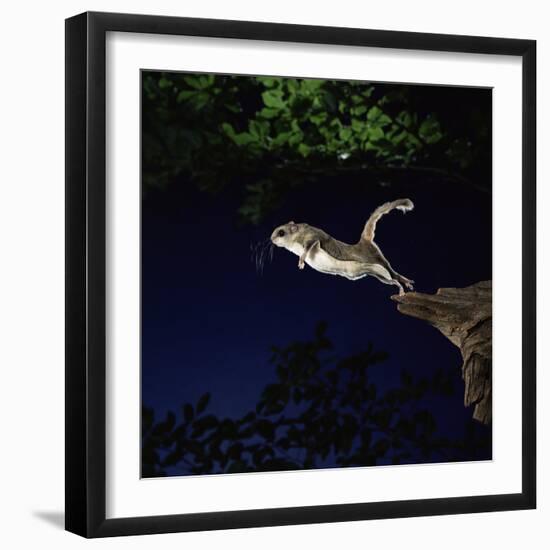 Southern Flying Squirrel-null-Framed Photographic Print