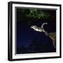 Southern Flying Squirrel-null-Framed Photographic Print