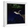 Southern Flying Squirrel-null-Framed Photographic Print