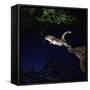 Southern Flying Squirrel-null-Framed Stretched Canvas